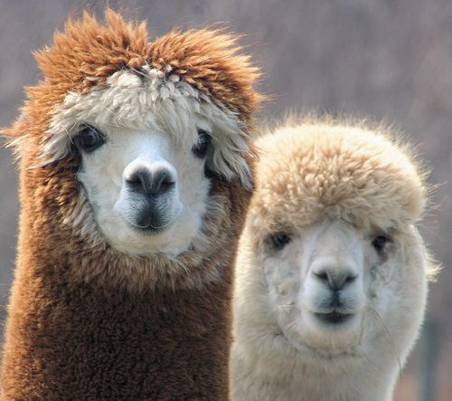 alpaca Anniek en Auke